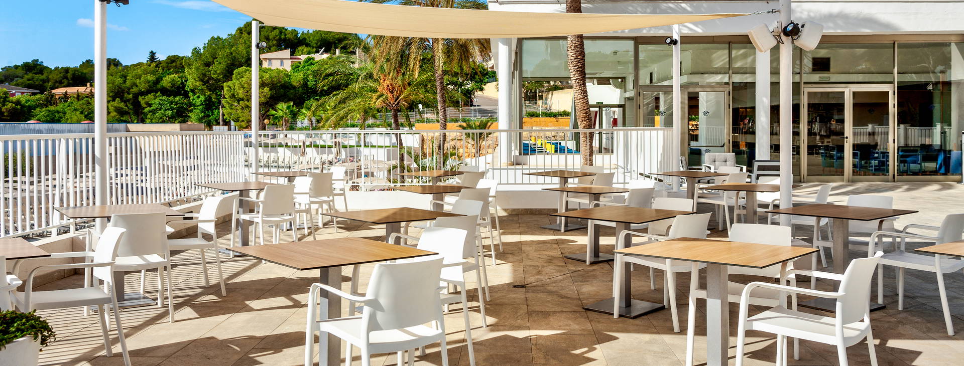 Globales Mimosa Obrázek22