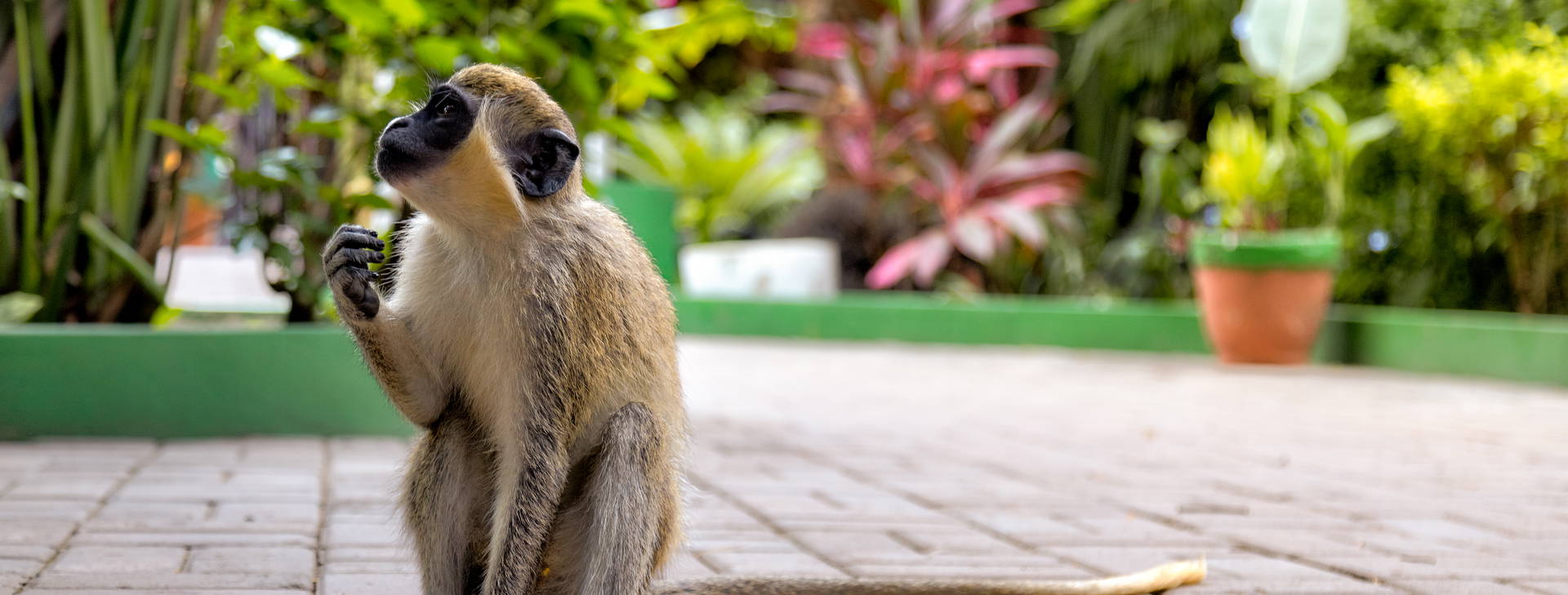 Senegambia Obrázek31