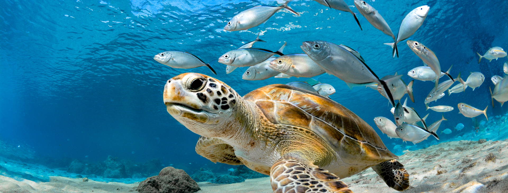 Chogogo Dive & Beach Resort Curacao Obrázek32