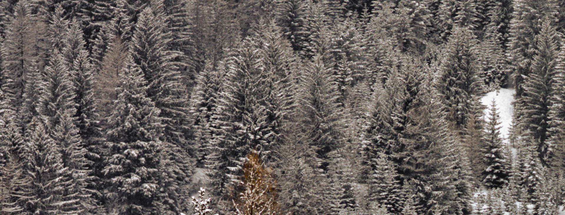 Des Alpes Obrázek2
